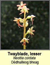 twayblade,lesser (d�dhuilleog bheag)