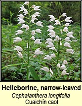 helleborine,narrow-leaved (cuaich�n caol)