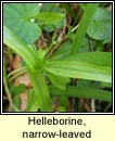 helleborine,narrow-leaved (cuaich�n caol)