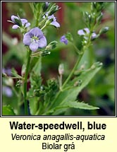 speedwell,blue water (biolar gr�)