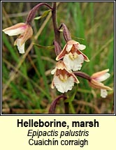 helleborine,marsh (cuaich�n corraigh)