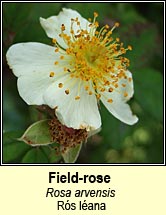 rose,field (r�s l�ana)