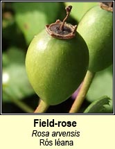 rose,field (r�s l�ana)