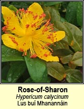 rose-of-sharon (lus bu� Mhanann�in)