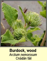 burdock,wood (cn�d�n f�il)