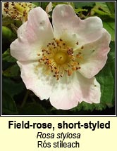 rose,short-styled field-rose (r�s st�leach)