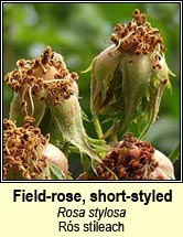 rose, field-rose,short-styled (r�s st�leach)