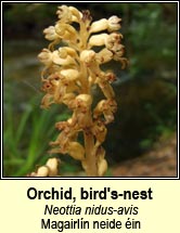orchid,birds-nest (magairl�n neide �in)