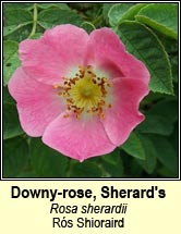rose,Sherard's downy-rose (r�s Shioraird)
