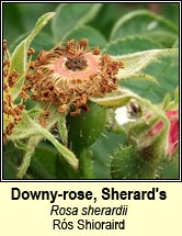 rose, downy-rose,Sherards (r�s Shioraird)
