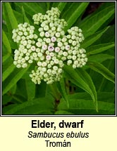 elder,dwarf (trom�n)