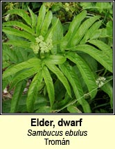 elder,dwarf (trom�n)