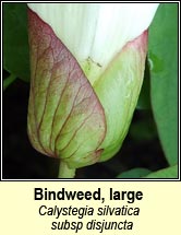 bindweed,large (ialus m�r)