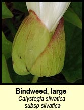 bindweed,large (ialus m�r)