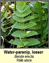 water-parsnip,lesser (r�ib uisce)