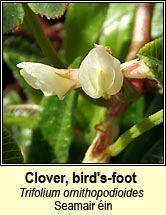clover,birds-foot (seamair �in)