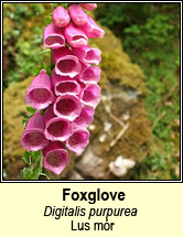 foxglove (lus m�r)