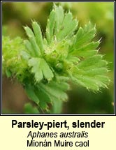 parsley-piert,slender (Mion�n Muire caol)