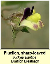 fluellen,sharp-leaved (buafl�on Breatnach)