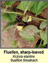 fluellen,sharp-leaved (buafl�on Breatnach)