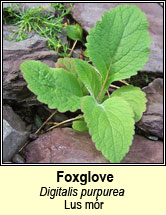 foxglove (lus m�r)