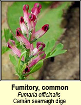 fumitory,common (deatach tal�n)