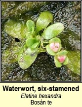 waterwort,six-stamened (bos�n te)