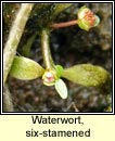waterwort,six-stamened (bos�n te)