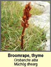 broomrape,thyme (m�ch�g dhearg)
