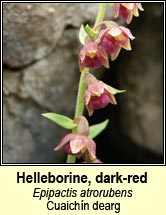 helleborine,dark-red (cuaich�n dearg)
