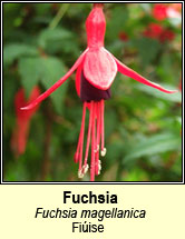 fuchsia (na fi�sa�os)