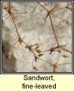 sandwort,fine-leaved (gaineamhlus m�n)