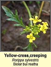 yellow-cress,creeping (biolar bu� reatha)