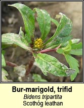 bur-marigold,trifid (scoth�g leathan)