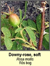 rose, downy-rose,soft (r�s bog)