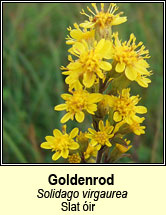 goldenrod (slat �ir)