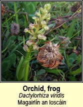 orchid,frog (magairl�n an losc�in)
