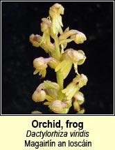 orchid,frog (magairl�n an losc�in)
