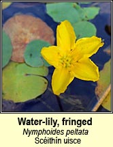 water-lily,fringed (sc�ith�n uisce)