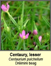 centuary,lesser (dr�imire beag)