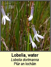 lobelia,water (pl�r an loch�in)