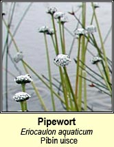 pipewort (p�b�n uisce)
