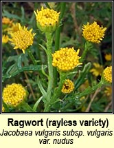 ragwort, rayless variety (buachl�n bu�)