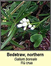 bedstraw,northern (r� crua)