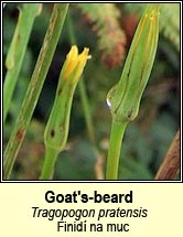 goat's-beard (finid� na muc)
