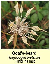 goat's-beard (finid� na muc)