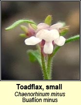 toadflax,small (buafl�on minus)