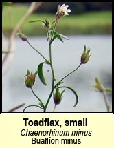 toadflax,small (buafl�on minus)