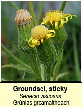 groundsel,sticky (gr�nlas greamaitheach)