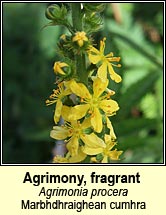 agrimony,fragrant (marbhdhraighean cumhra)